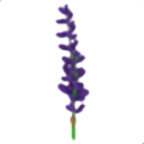 Lavender Bundle
