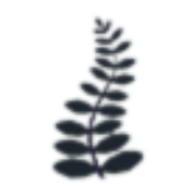 Black Fern
