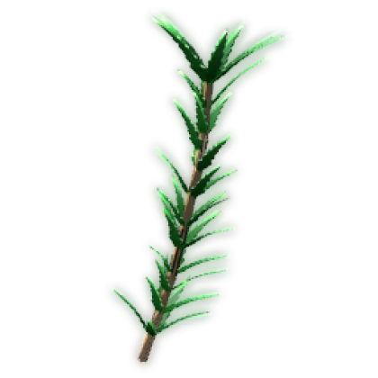 Rosemary