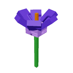 Crocus